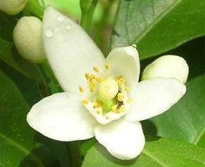 Арома Стиль Эфирное Масло Нероли, 5 мл